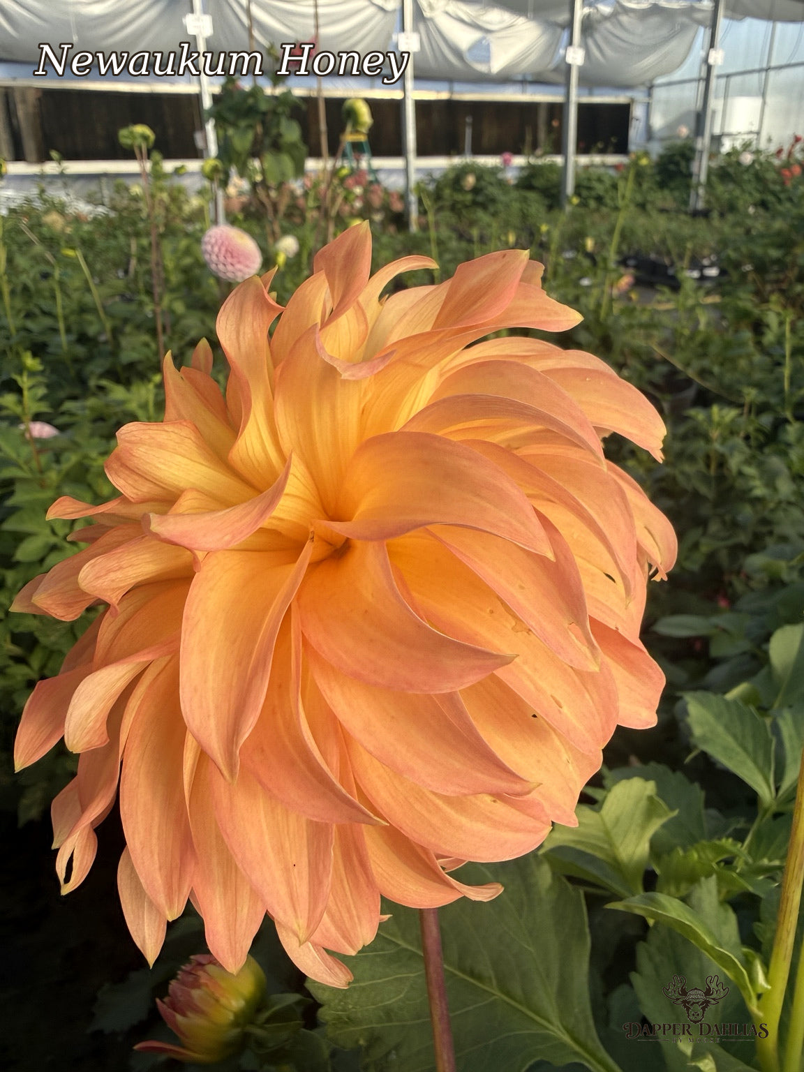 Newaukum Honey dahlia showing a side view of its large apricot orange and salmon-pink petals in a garden