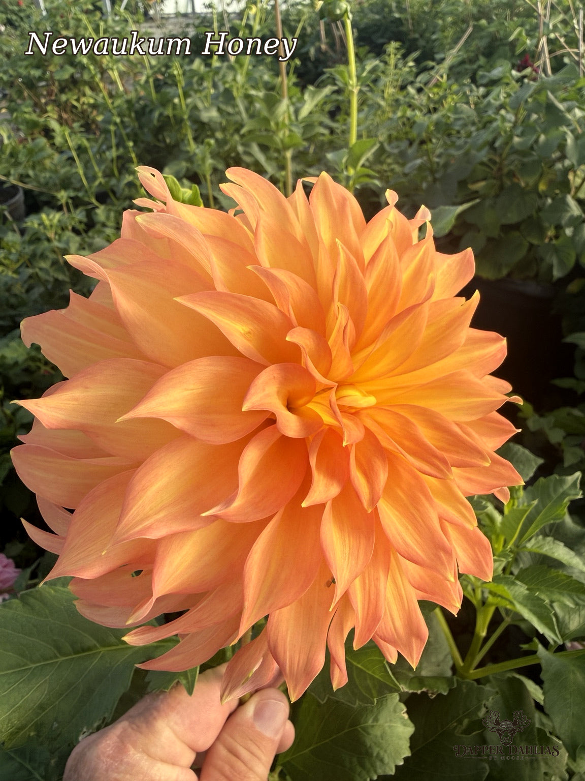 Newaukum Honey dahlia with a large peachy orange bloom and long pointed petals, photographed in a dahlia garden