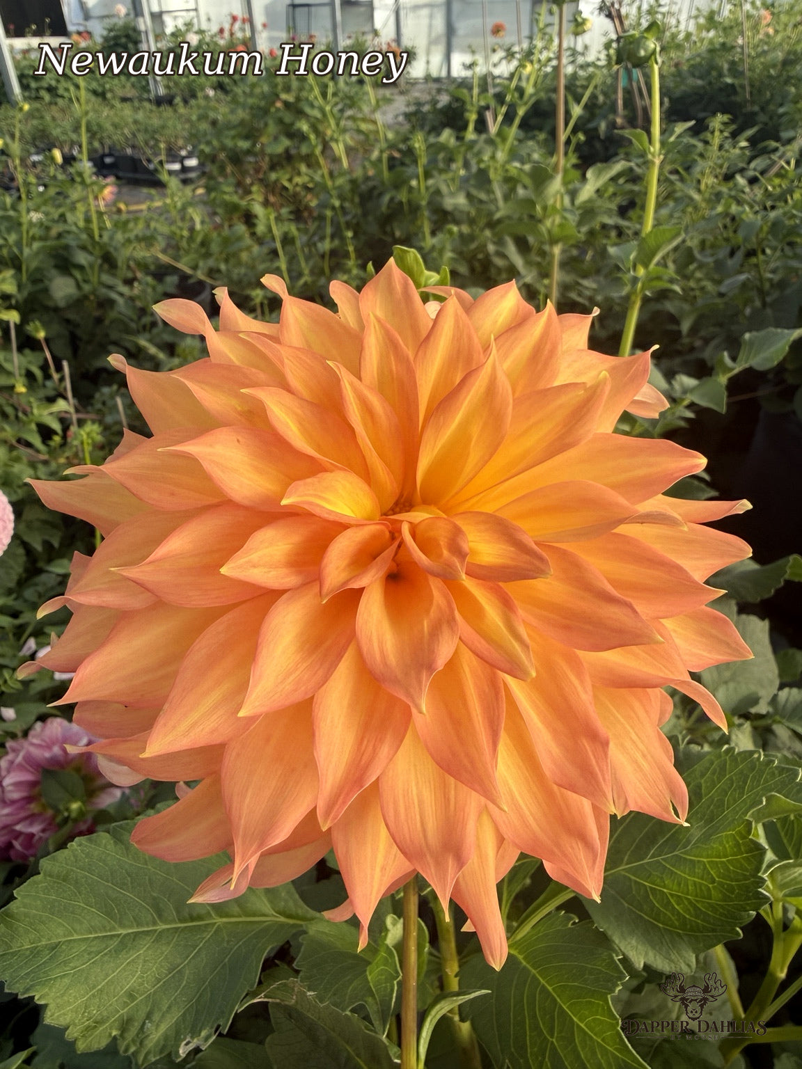 ewaukum Honey dahlia in warm orange and peach tones with long sculptural petals, surrounded by green foliage