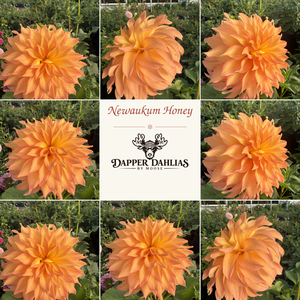 Newaukum Honey dahlia collage showing peachy orange and salmon-pink blooms alongside the Dapper Dahlias by Moose logo