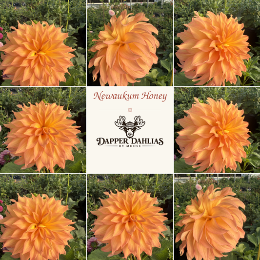 Newaukum Honey dahlia collage showing peachy orange and salmon-pink blooms alongside the Dapper Dahlias by Moose logo