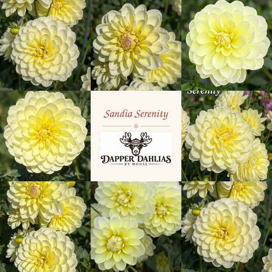 Sandia Serenity dahlia photo collage showing creamy pale yellow blooms surrounding the Dapper Dahlias by Moose logo.