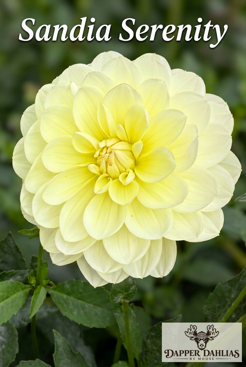 Close-up of a rounded Sandia Serenity dahlia bloom with soft yellow petals fading to cream at the edges.
