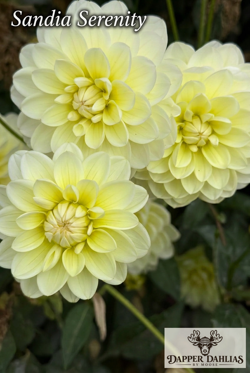 Three pale lemon-yellow Sandia Serenity dahlia flowers with layered petals photographed together in the garden.