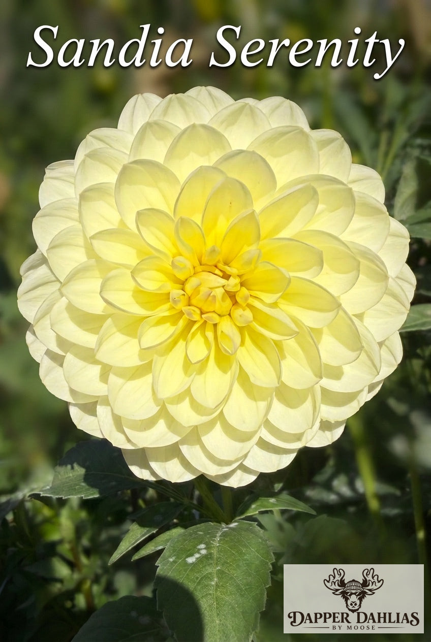 Front-facing Sandia Serenity dahlia bloom with densely layered pale yellow petals against green foliage.