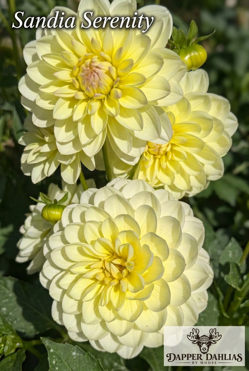 Two Sandia Serenity dahlia blooms with buttery yellow centers and pale ivory outer petals growing on one plant.