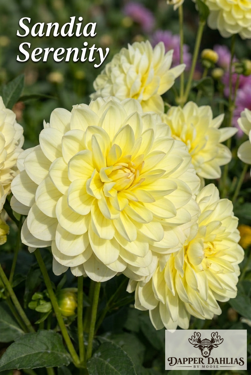 Sandia Serenity dahlia flower with concentric layers of lemon-yellow petals and cream-colored outer petals.