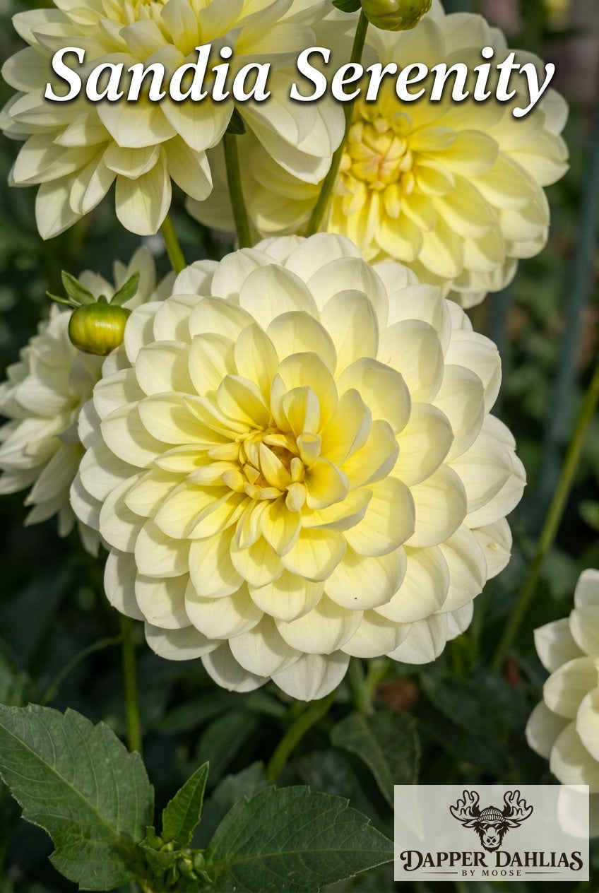 Sandia Serenity dahlia with a large creamy yellow bloom in front and additional blossoms behind it.