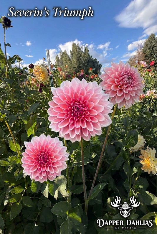 A trio of Severin’s Triumph dahlias blooming proudly in front of the blue sky with wispy clouds and the trees of the Dapper Dahlias by Moose farm in the background. 