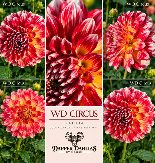 WD Circus miniature formal decorative dahlia with striking raspberry-red streaks over peach, apricot and creamy petals