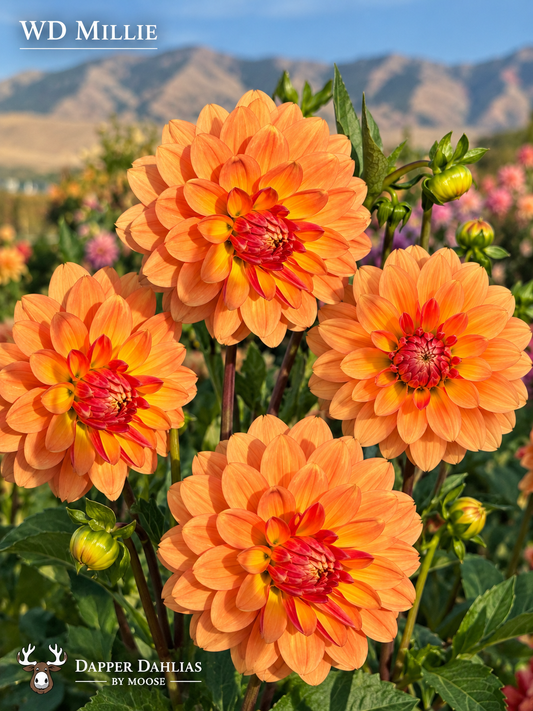 WD Millie dahlia blooms in shades of orange, apricot and coral with Cache Valley mountains in the background.
