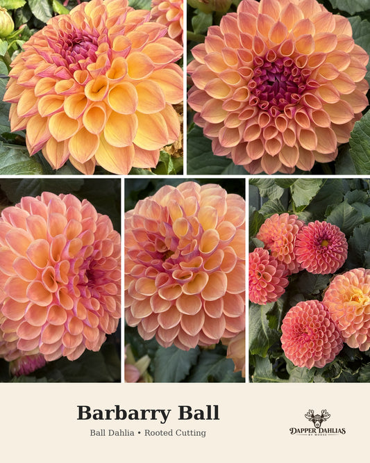Five-panel collage showing close-up views of a ball-shaped dahlia flower in warm peach, orange, and pink tones with darker magenta centers and green foliage. Text at the bottom reads 'Barbary Ball' and 'Ball Dahlia • Rooted Cutting,' with the Dapper Tulips logo.