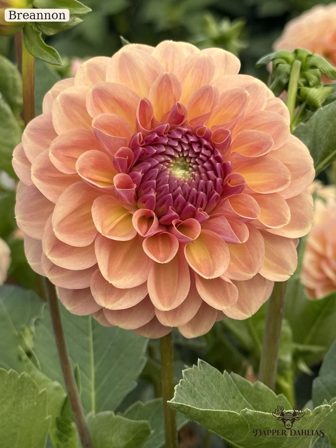 A close-up of a blooming dahlia flower with peach-pink petals and a deep purple center, surrounded by green leaves. The word 'Breannon' appears in the top-left corner.