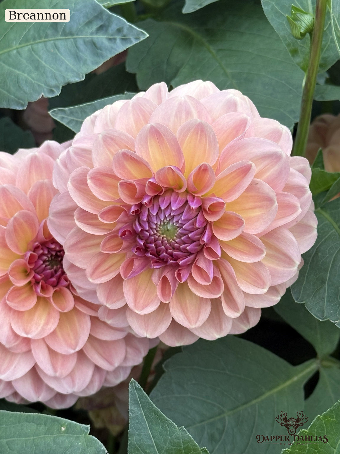 A close-up of a blooming dahlia flower with layered pale pink petals fading to soft peach and yellow, with a darker pink-purple center, surrounded by green leaves. The brand name 'Dapper Dahlias' is visible in the bottom right corner.