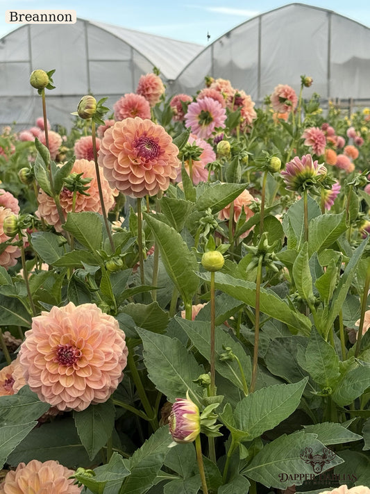 A close-up field of blooming dahlia flowers in soft peach and pink tones with green foliage, with greenhouse structures visible in the background. The text 'Breannon' appears in the top left corner.