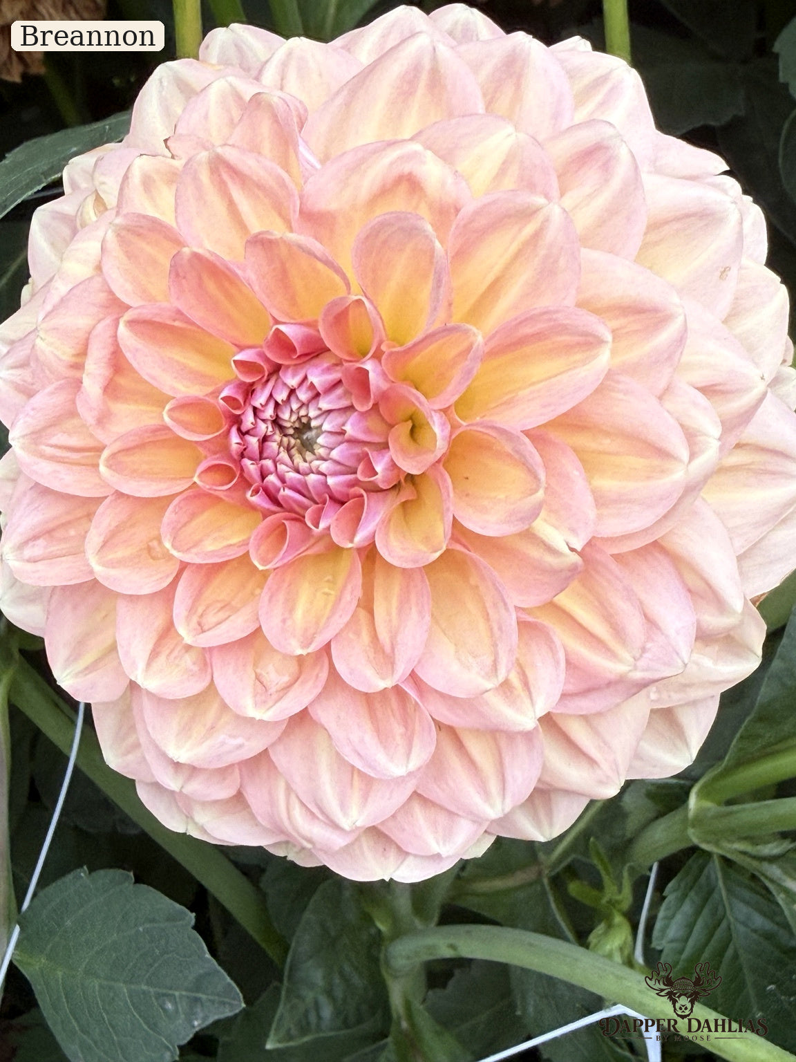 A close-up of a blooming dahlia flower with layered pale pink petals fading to soft yellow in the center, surrounded by green leaves. The brand name 'Breannon' appears in the top-left corner.