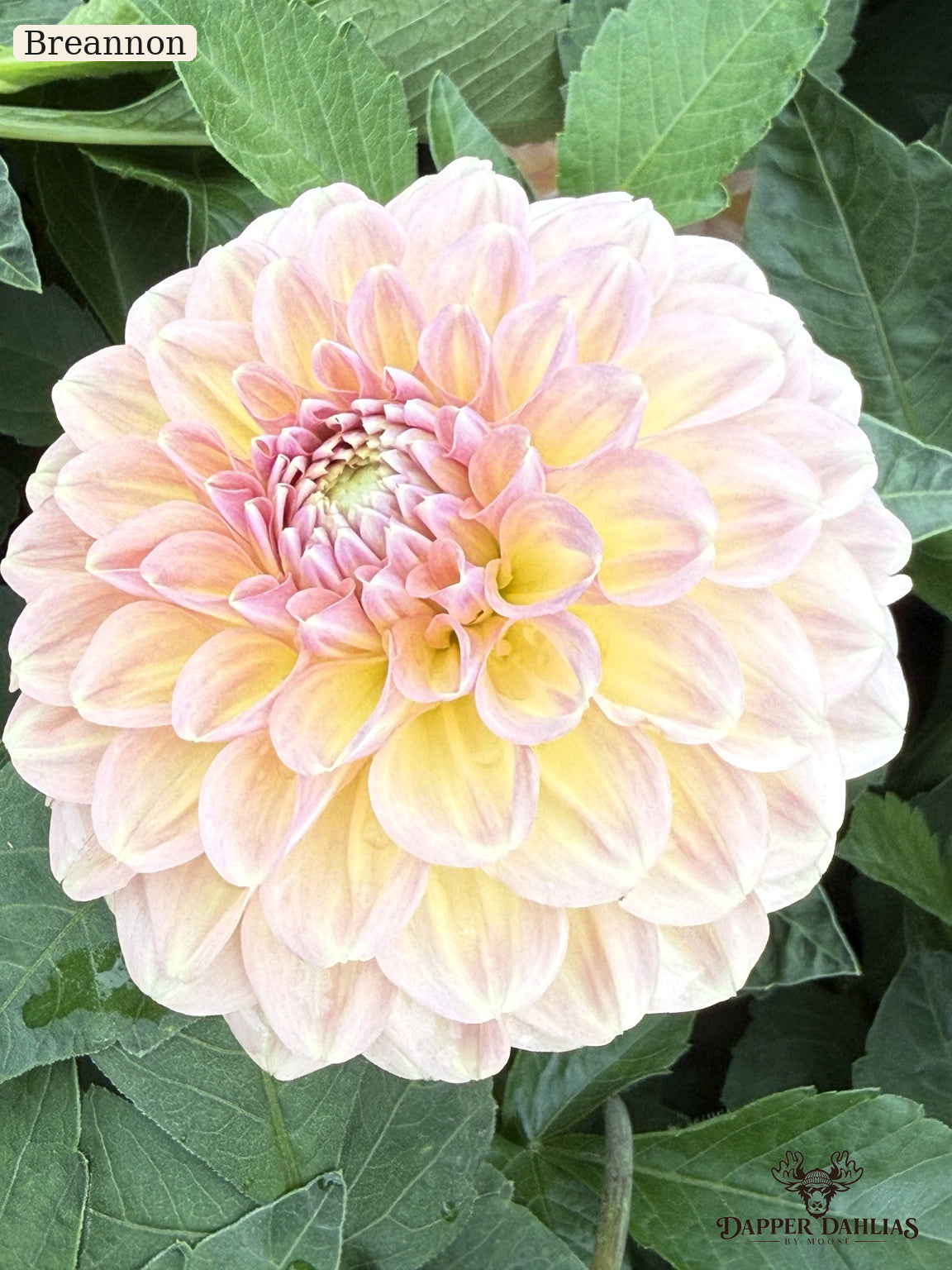 A close-up of a blooming dahlia flower with pale pink and creamy yellow petals, surrounded by green leaves. The word 'Breannon' appears in the top-left corner.