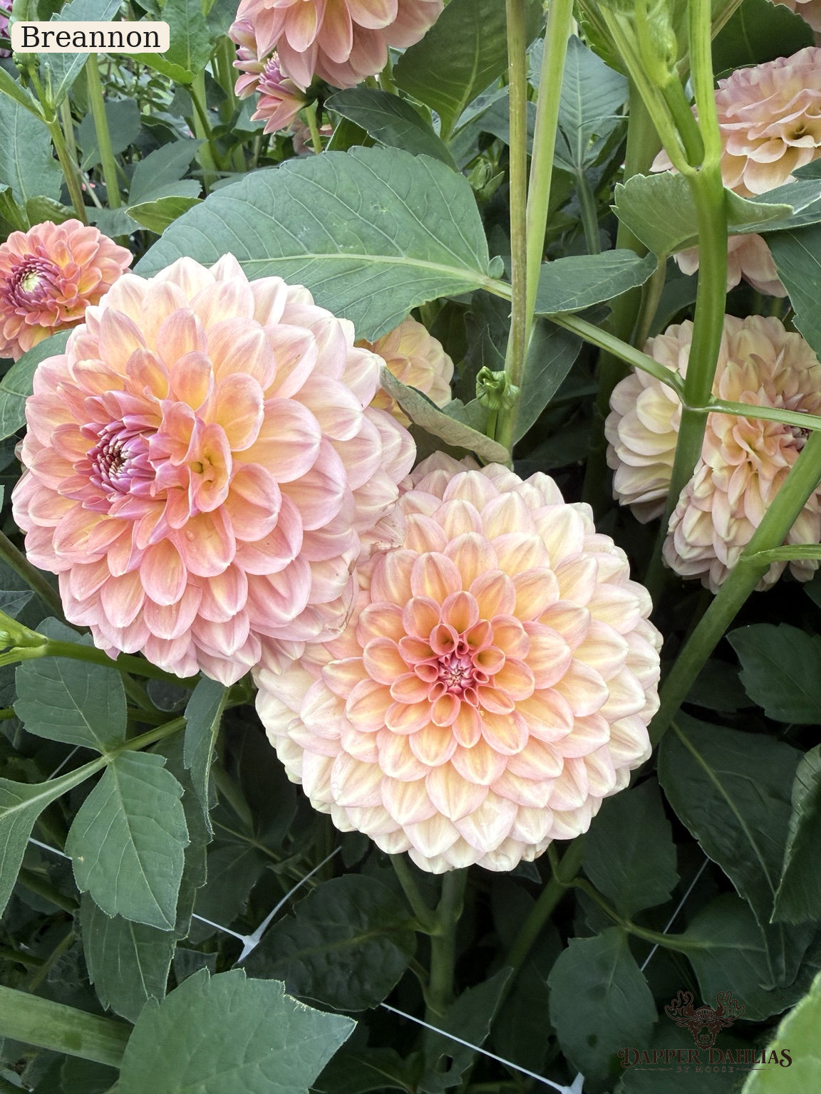 Close-up of blooming dahlia flowers in soft blush pink and cream tones with green foliage. The word 'Breannon' appears in the top-left corner.  Dapper Dahlias by Moose dahlia field.