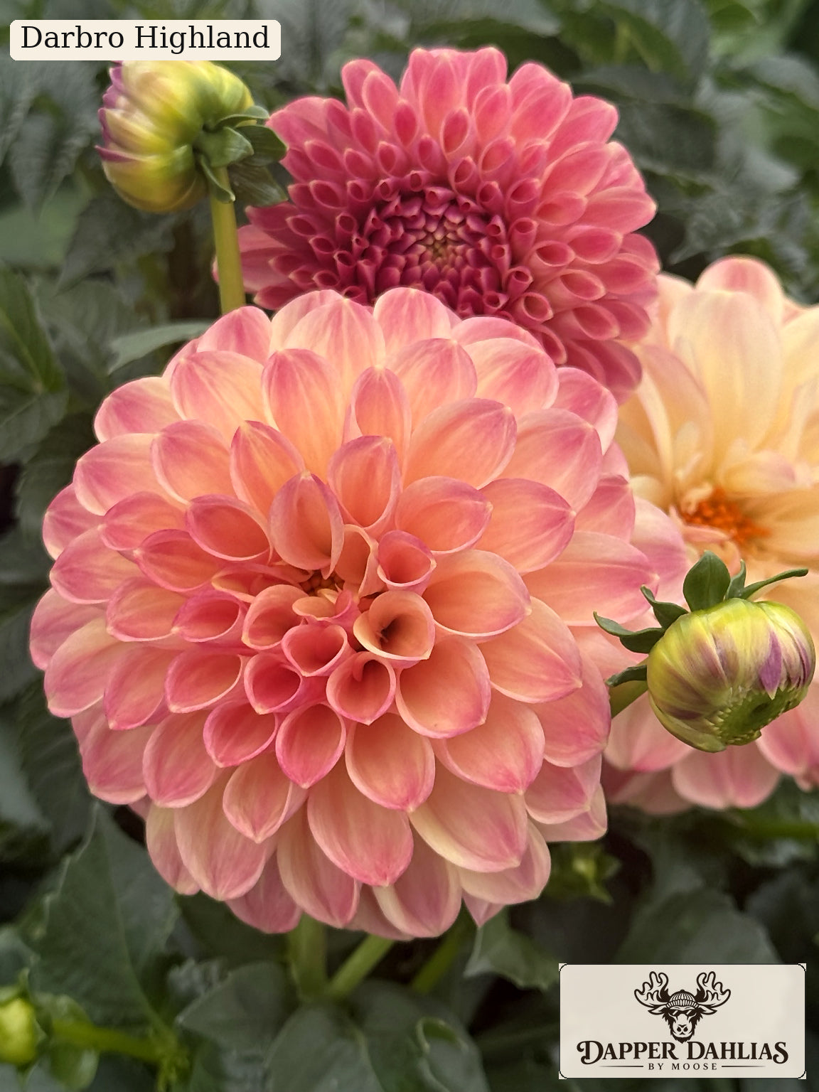 Darbro Highland Dahlia blooming in the Dapper Dahlias Field