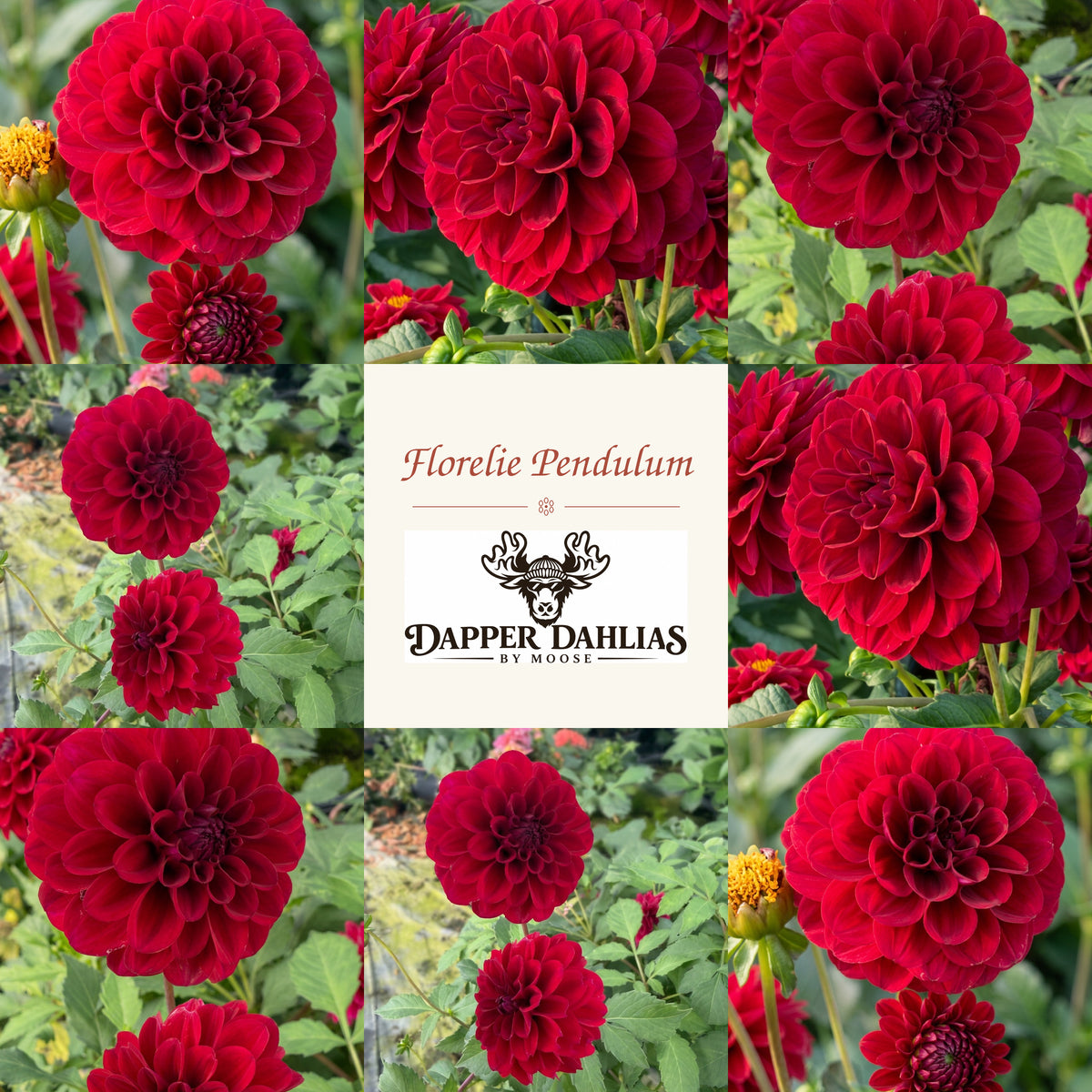 Collage of Florelie Pendulum blooms with the Dapper Dahlias by Moose logo and variety name in the middle. 