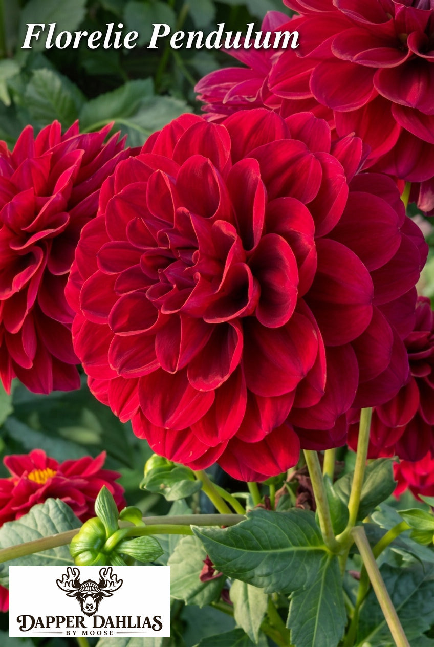 Florelie Pendulum dahlia collage with burgundy-red miniature decorative blooms and Dapper Dahlias by Moose center branding.