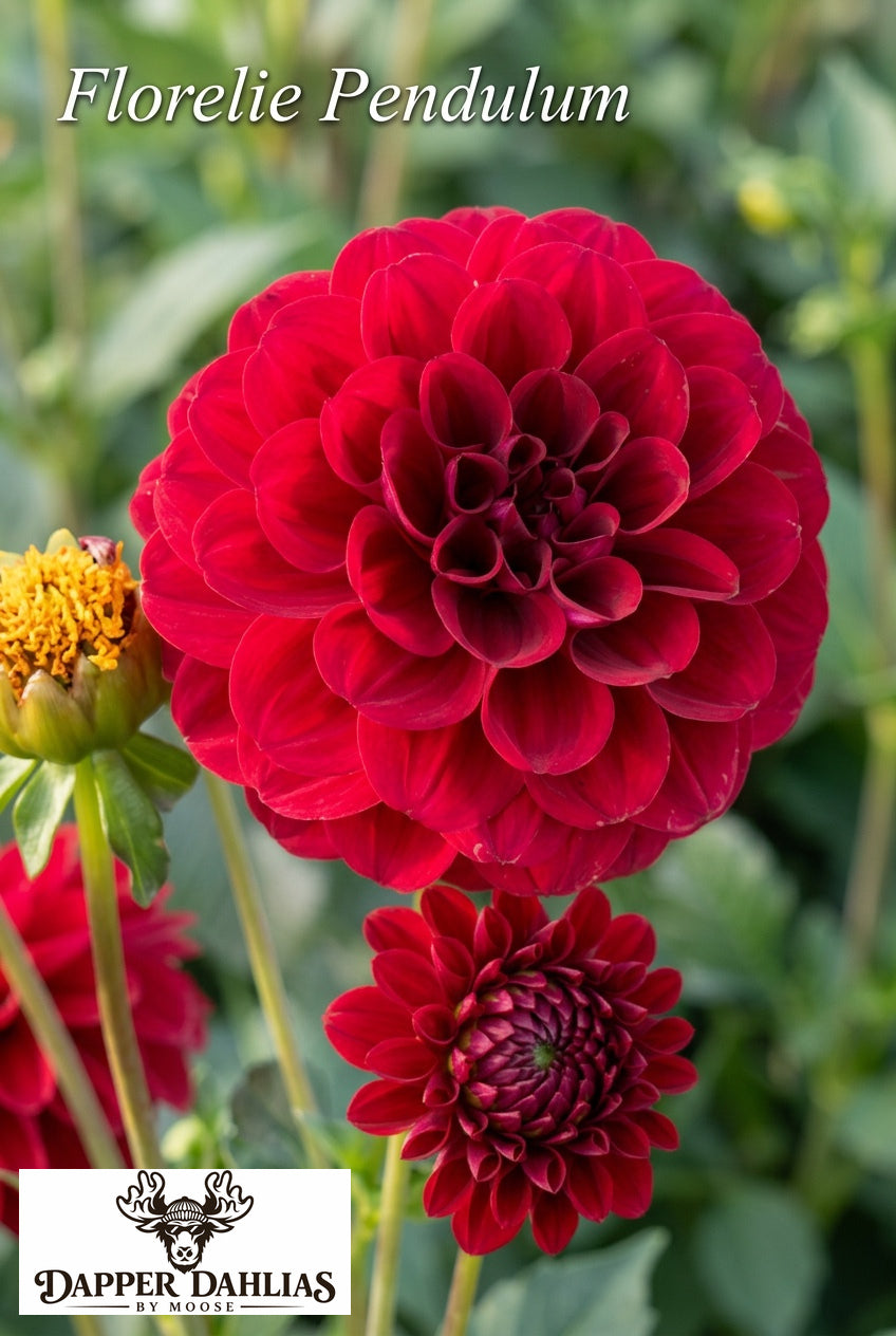 Florelie Pendulum dahlia close-up showing richly layered crimson-burgundy petals and curled inner petals.