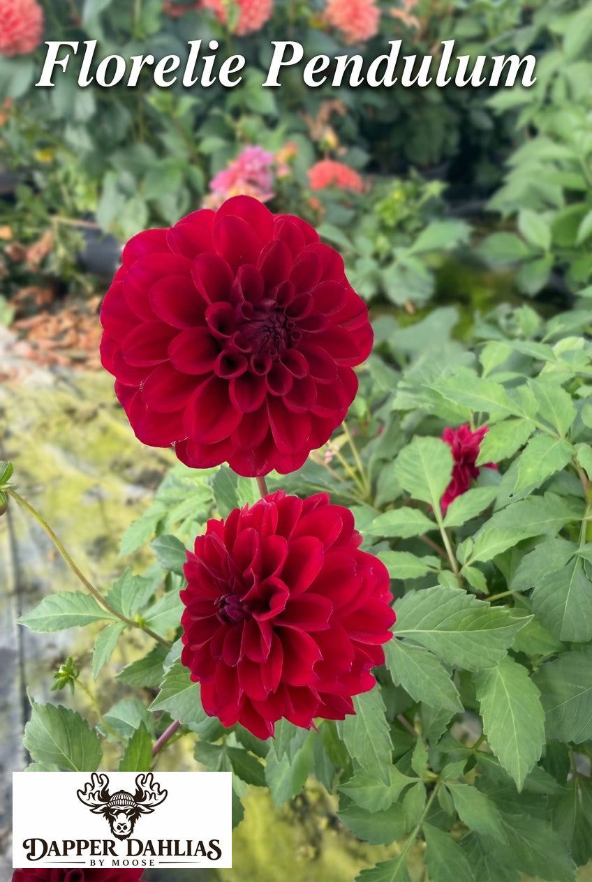 Florelie Pendulum dahlia flowers with deep red petals blooming together amid green garden foliage.