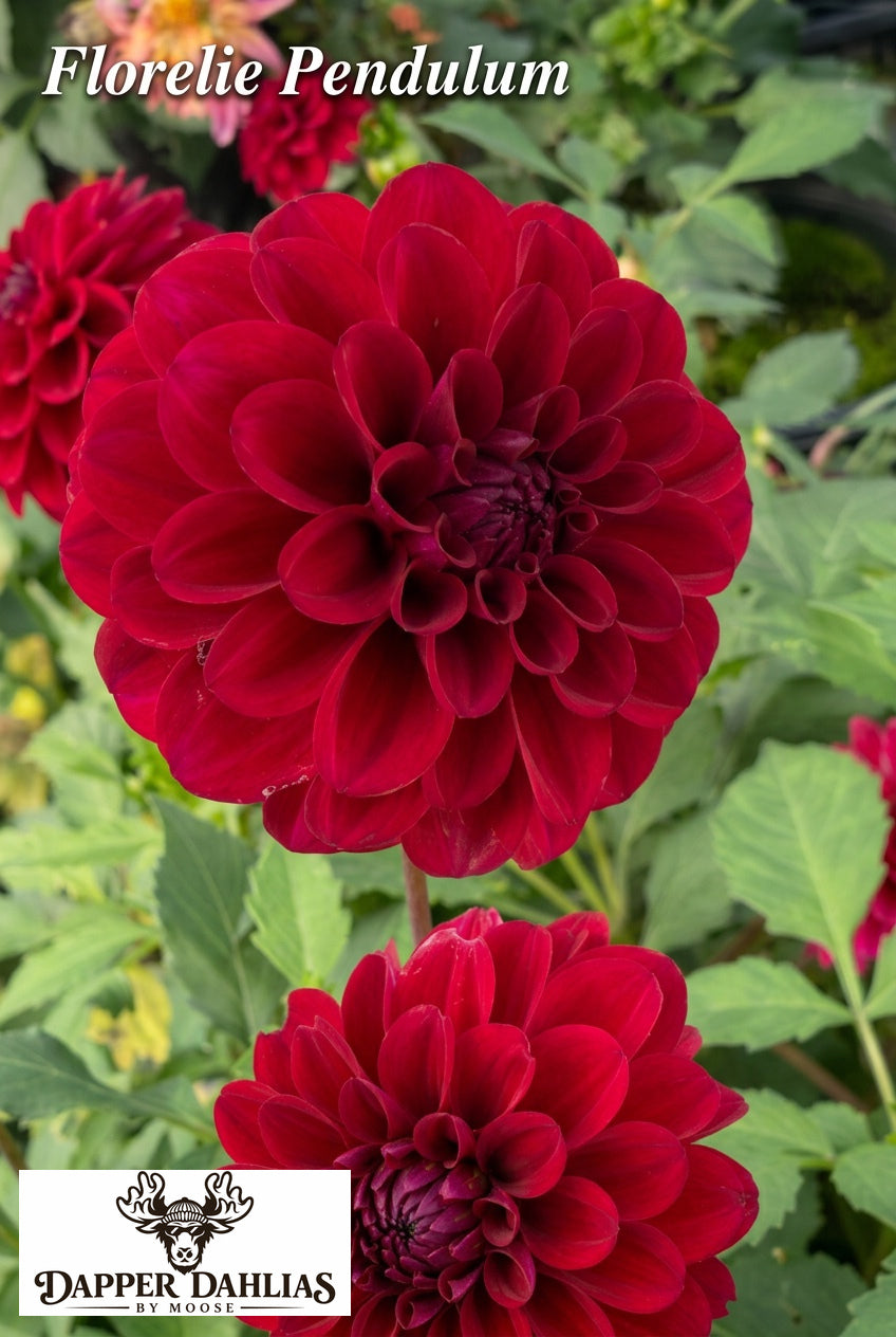 Florelie Pendulum dahlia plant displaying compact burgundy-red decorative flowers and green leaves.