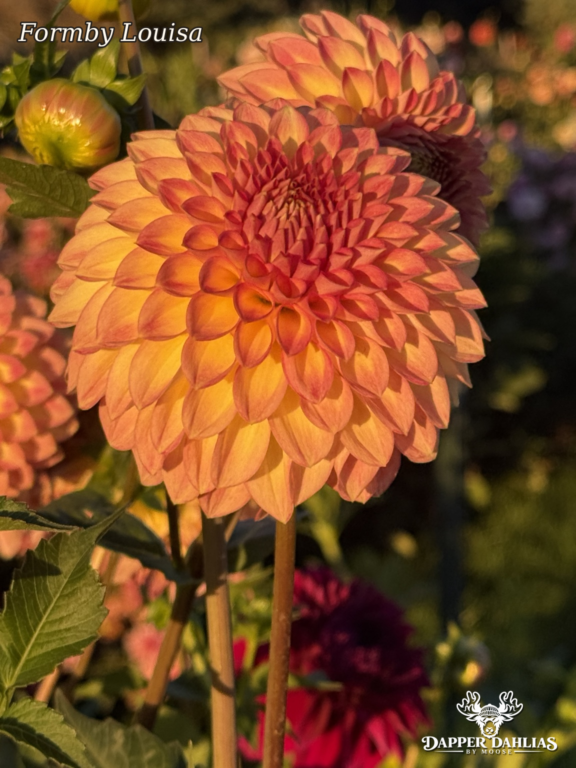 Formby Louisa dahlia close-up with orange-apricot petals edged coral pink in golden evening sunlight