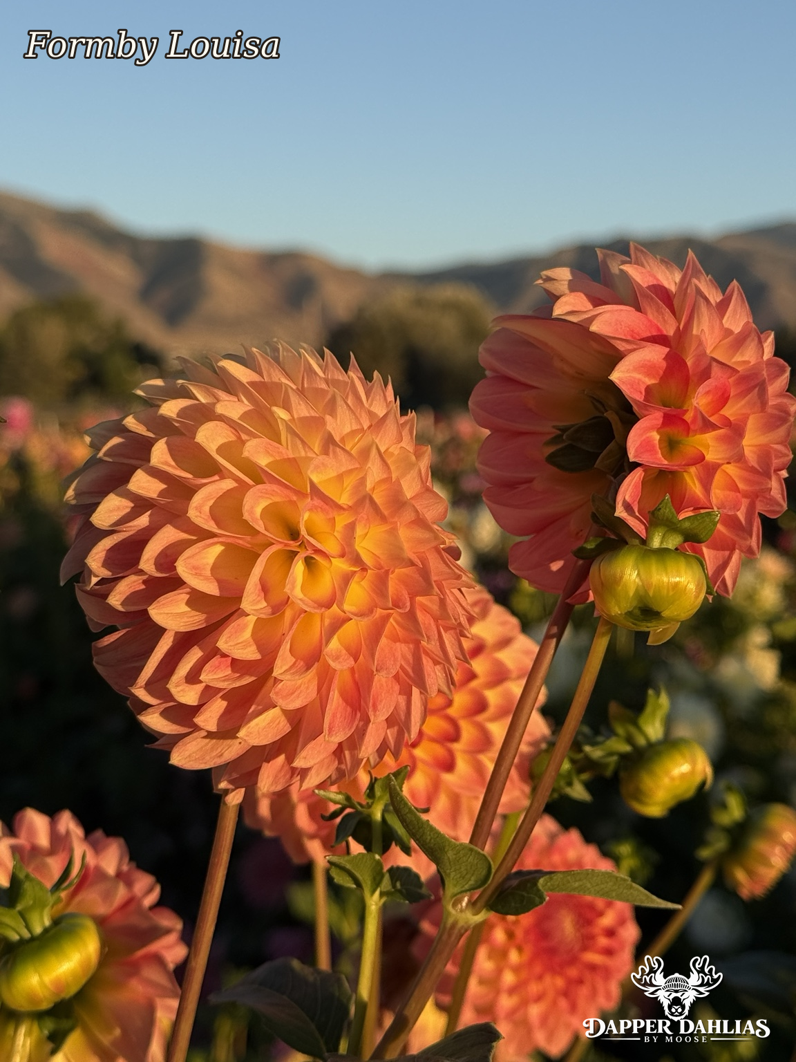 Formby Louisa dahlia blooms viewed from the side with layered peach and coral petals and distant mountains