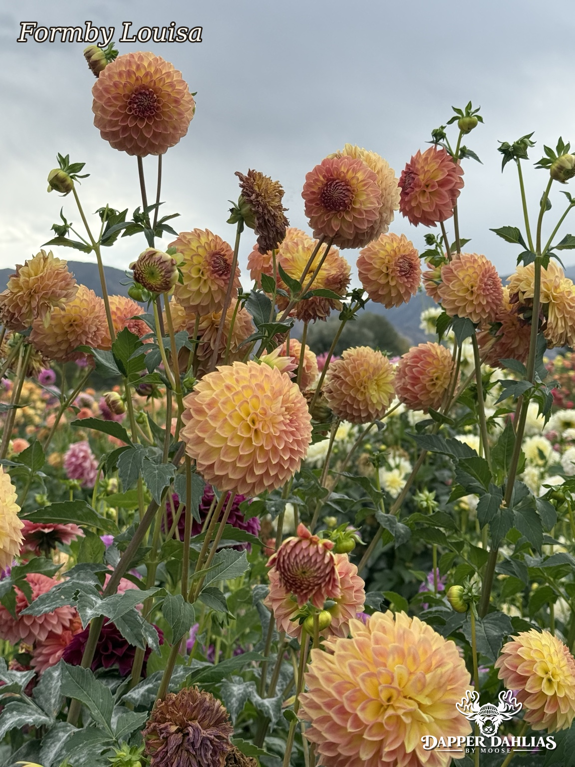 Formby Louisa dahlia plants flowering in a field, showing peach, soft pink and yellow blooms