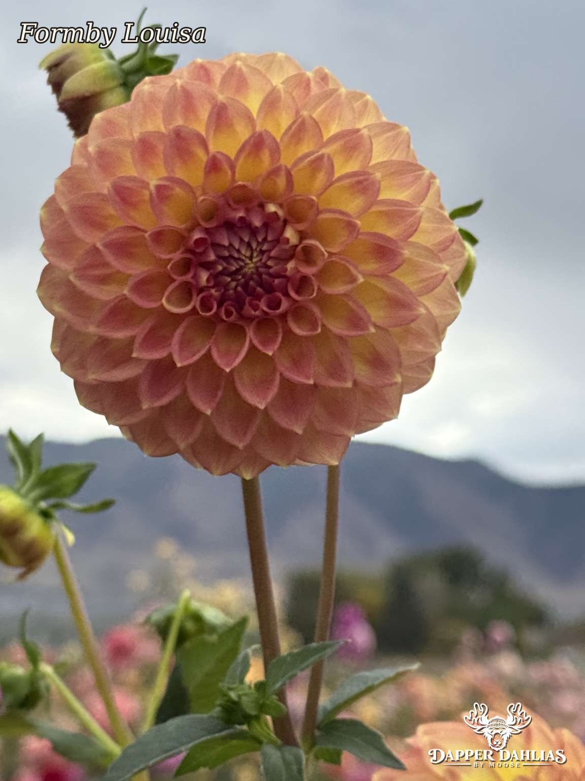 Formby Louisa dahlia front-facing bloom with salmon-pink petals and warm yellow undertones