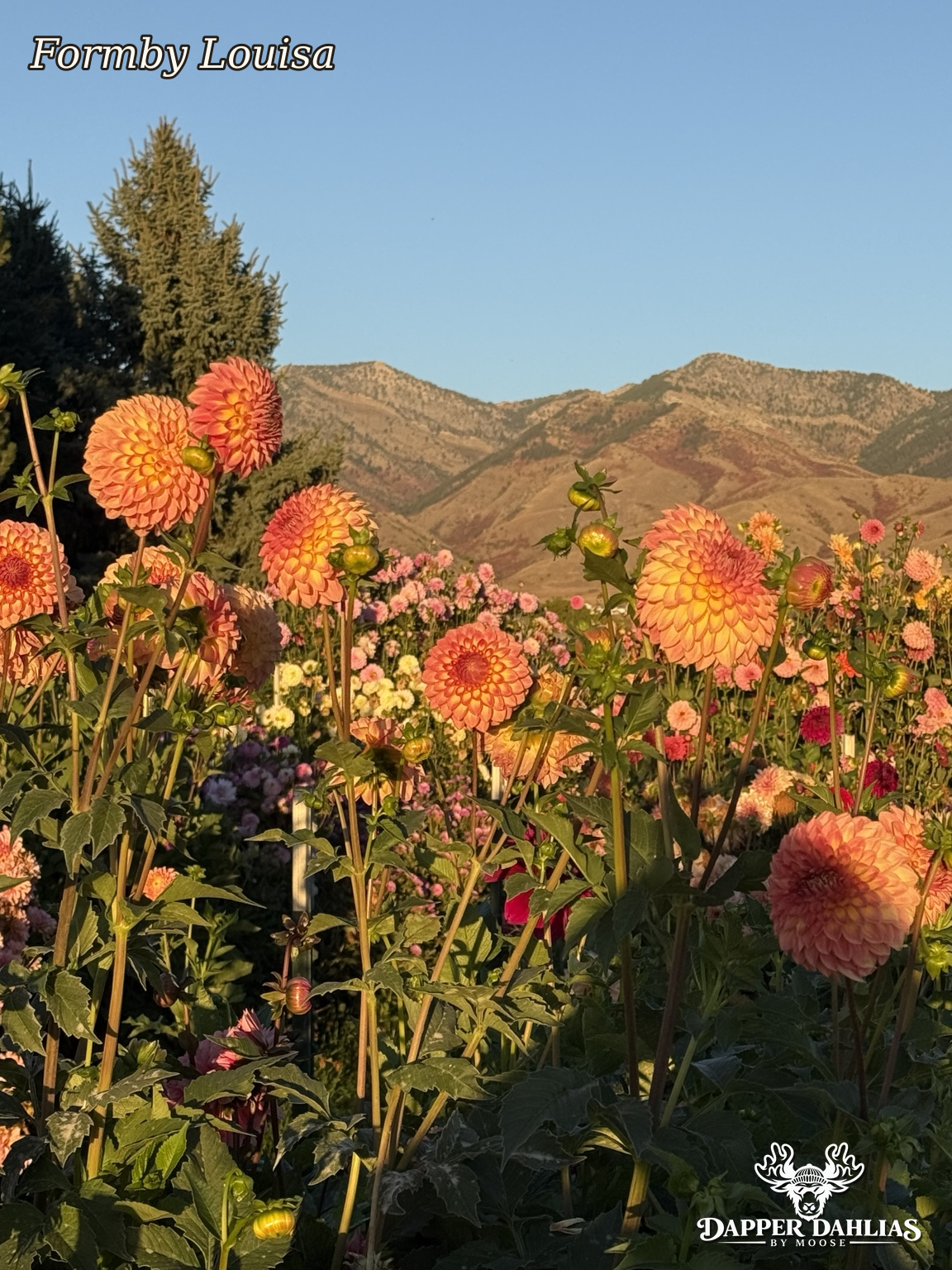 Formby Louisa dahlia field with coral peach flowers and mountain landscape in warm evening light