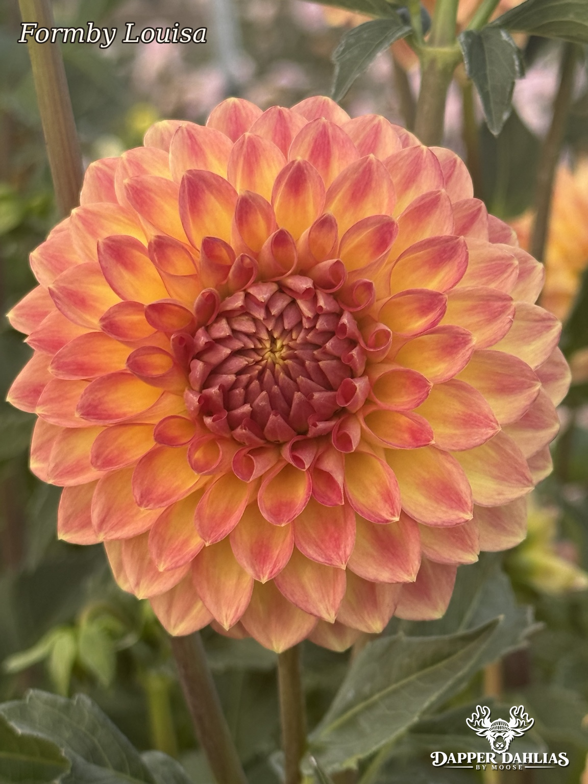 Formby Louisa dahlia bloom with peach-pink petals and golden yellow centers, grown by Dapper Dahlias by Moose