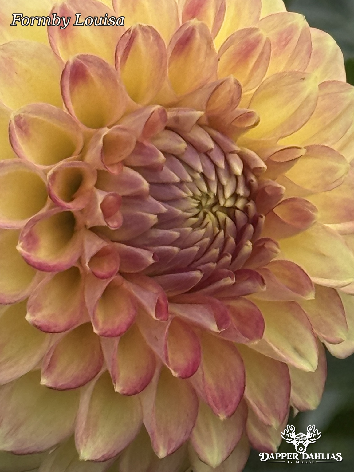 Detailed close-up of Formby Louisa dahlia center with tightly layered pink and creamy yellow petals