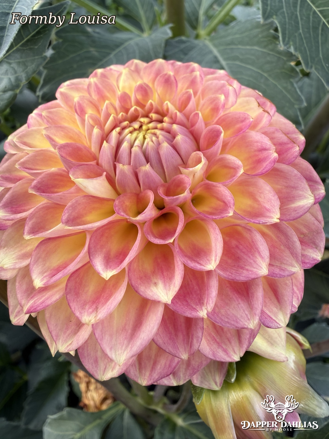 Formby Louisa dahlia front view with layered peach-pink petals and golden yellow highlights