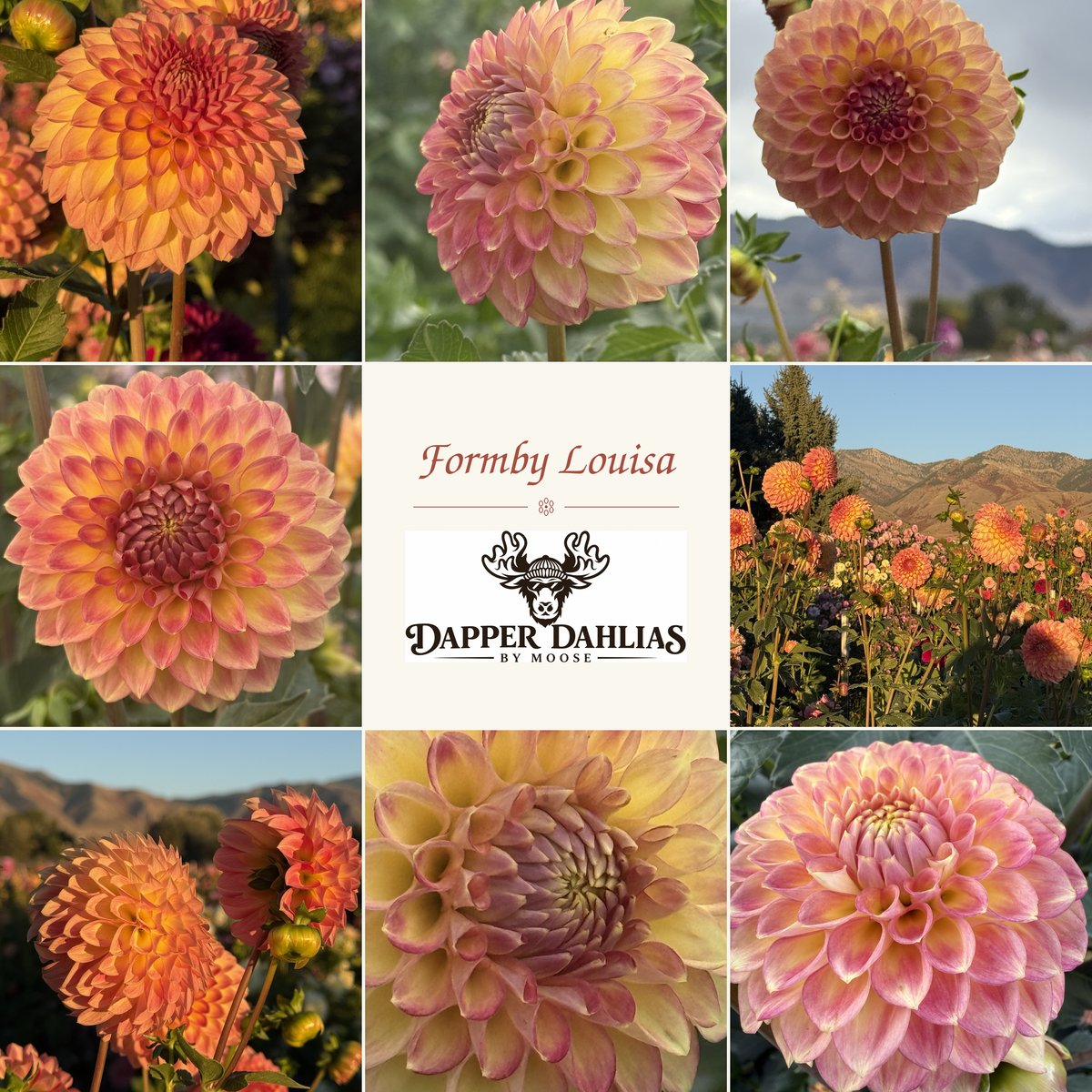 Formby Louisa dahlia photo collage showing original blooms in peach, pink, coral and buttery yellow with Dapper Dahlias by Moose branding