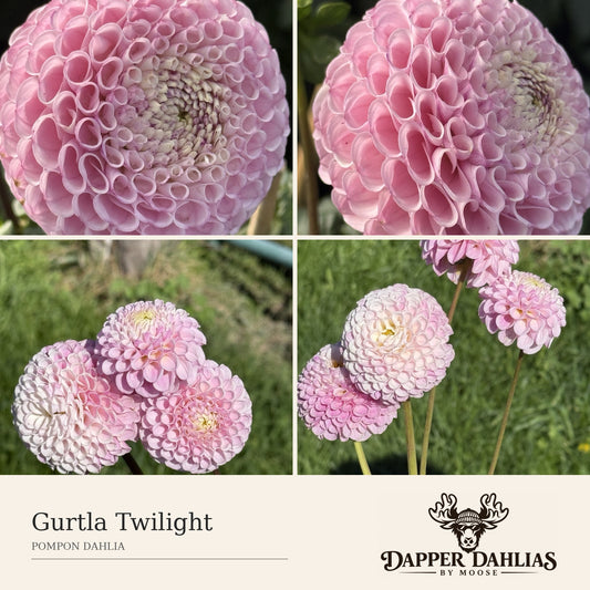 Gurtla Twilight dahlia collage showing blush-pink pompon blooms, long stems and natural flower color variation.