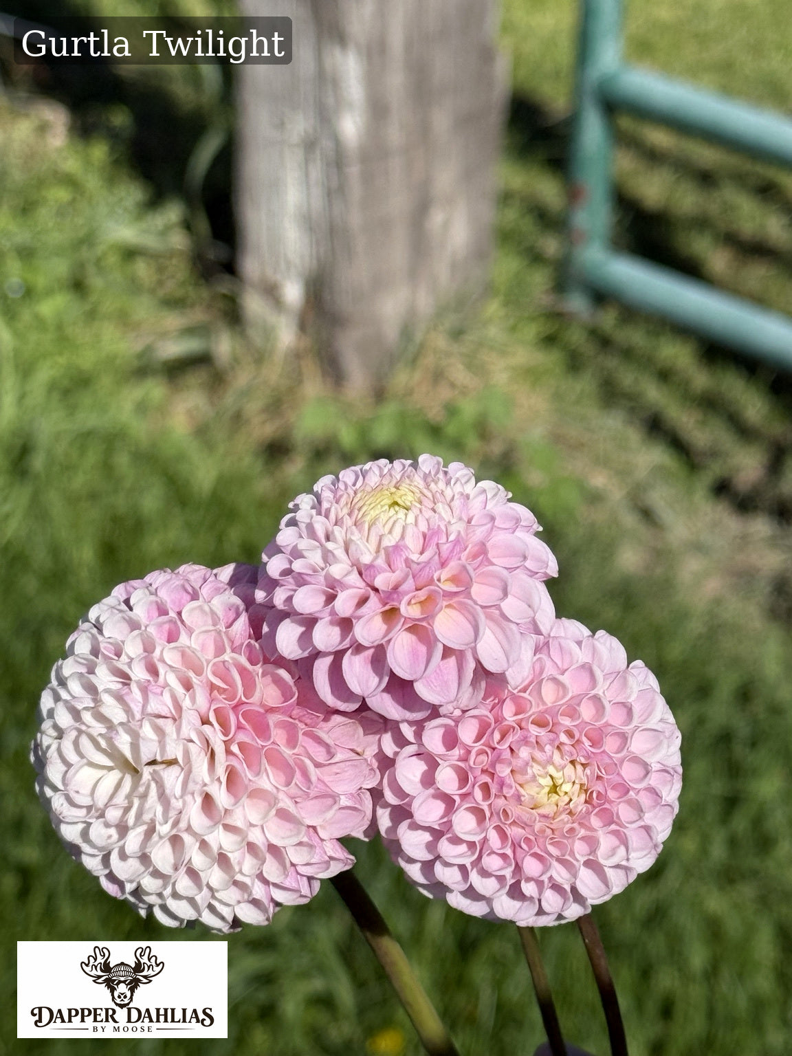 Pink Gurtla Twilight pompon dahlia photographed in the garden, showing its rounded form and tightly curled petals.