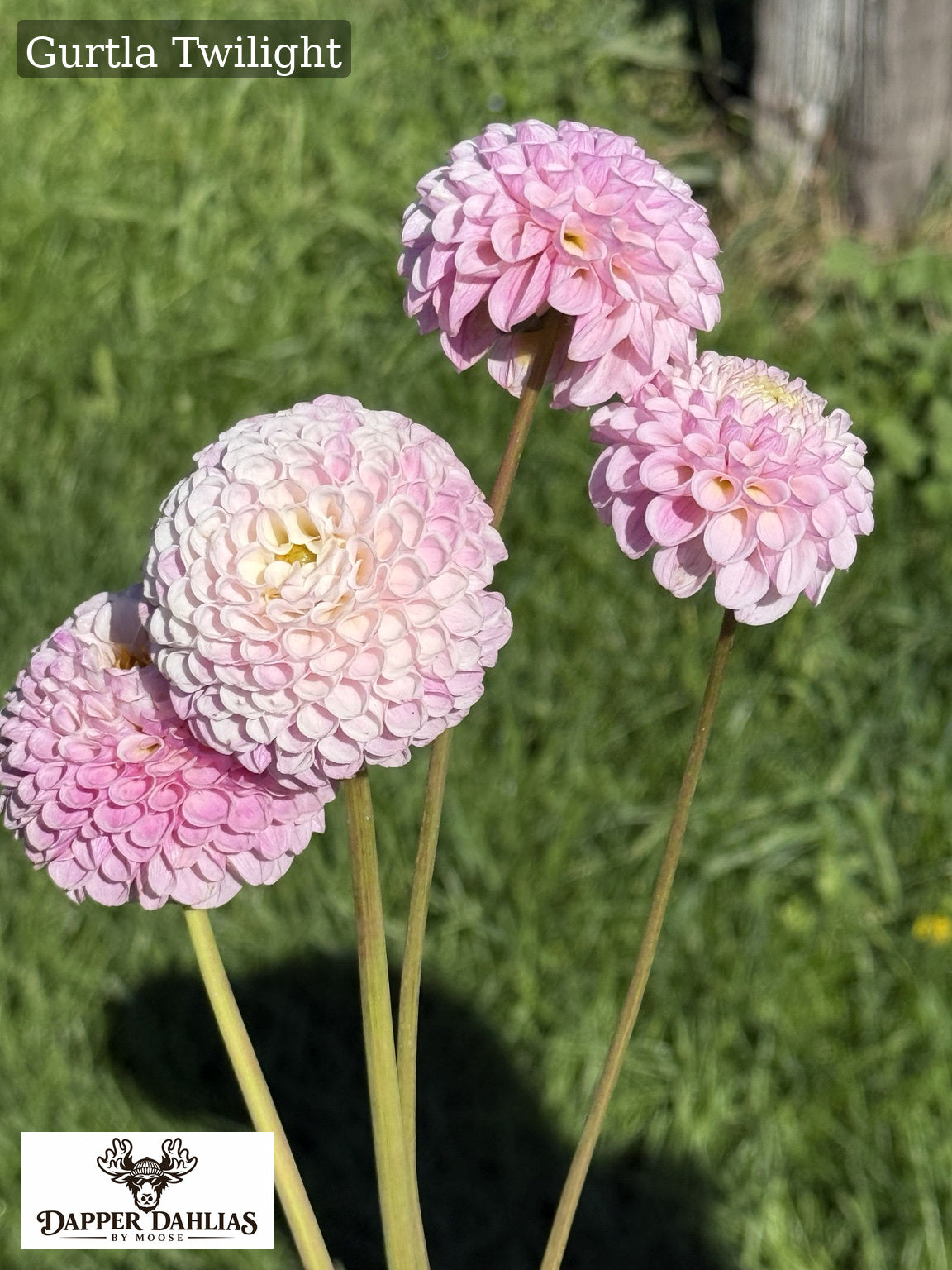 Cluster of Gurtla Twilight dahlias displaying natural color variation from blush pink to pale pink and creamy white.