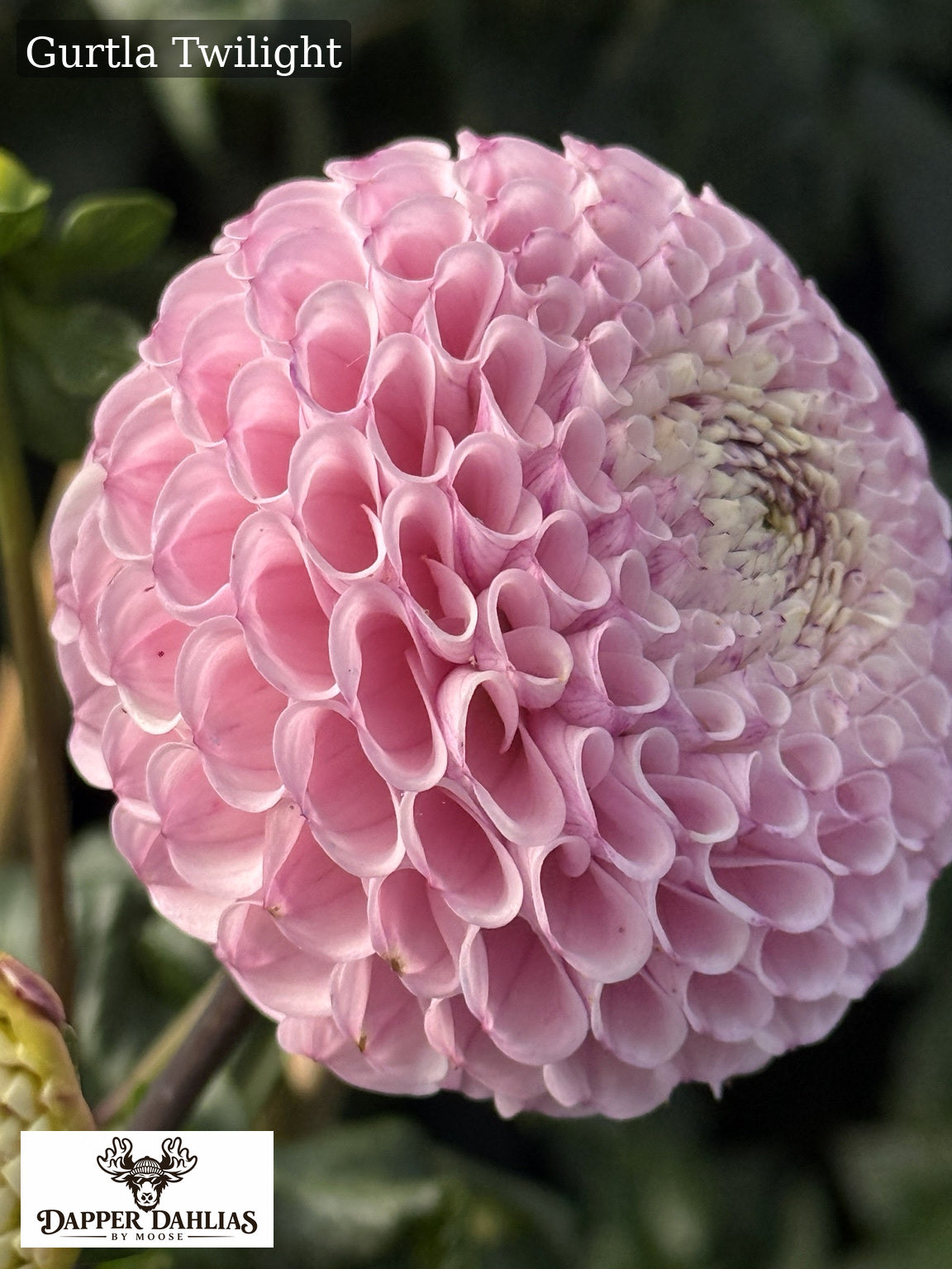 Gurtla Twilight dahlia flowers on long cutting stems, a soft pink pompon variety for bouquets and floral design.