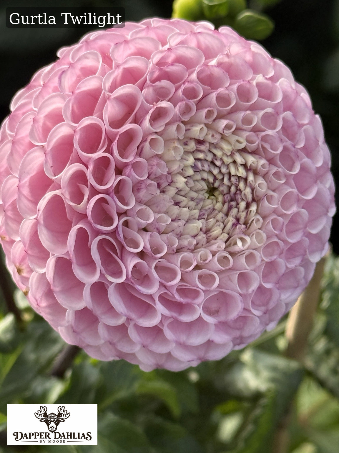 Gurtla Twilight dahlia close-up showing a soft pink pompon bloom with tightly rolled petals and a creamy center.
