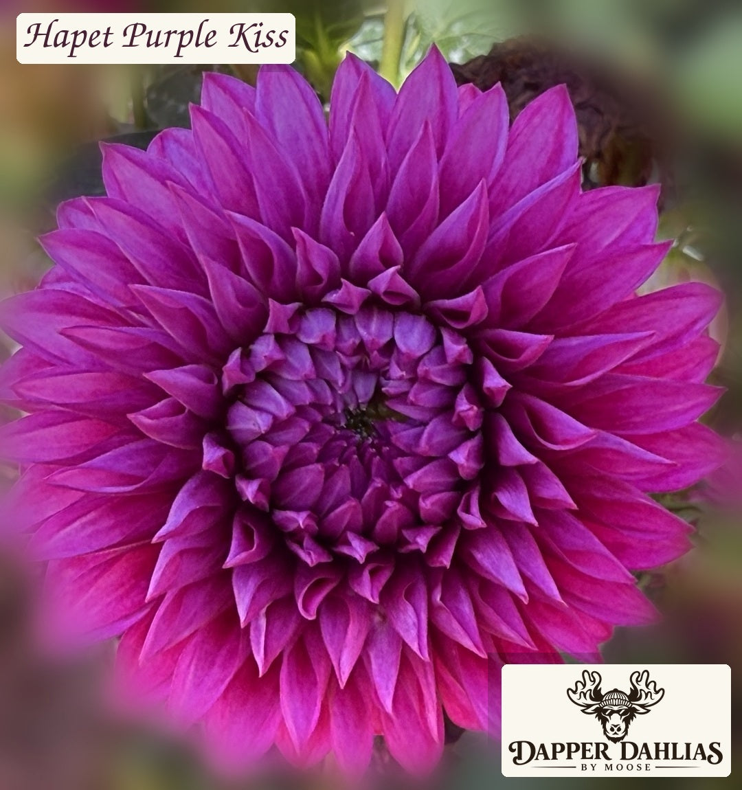 Hapet Purple Kiss dahlia front-facing magenta-purple bloom, shadows gently lifted; Dapper Dahlias branded original photo.