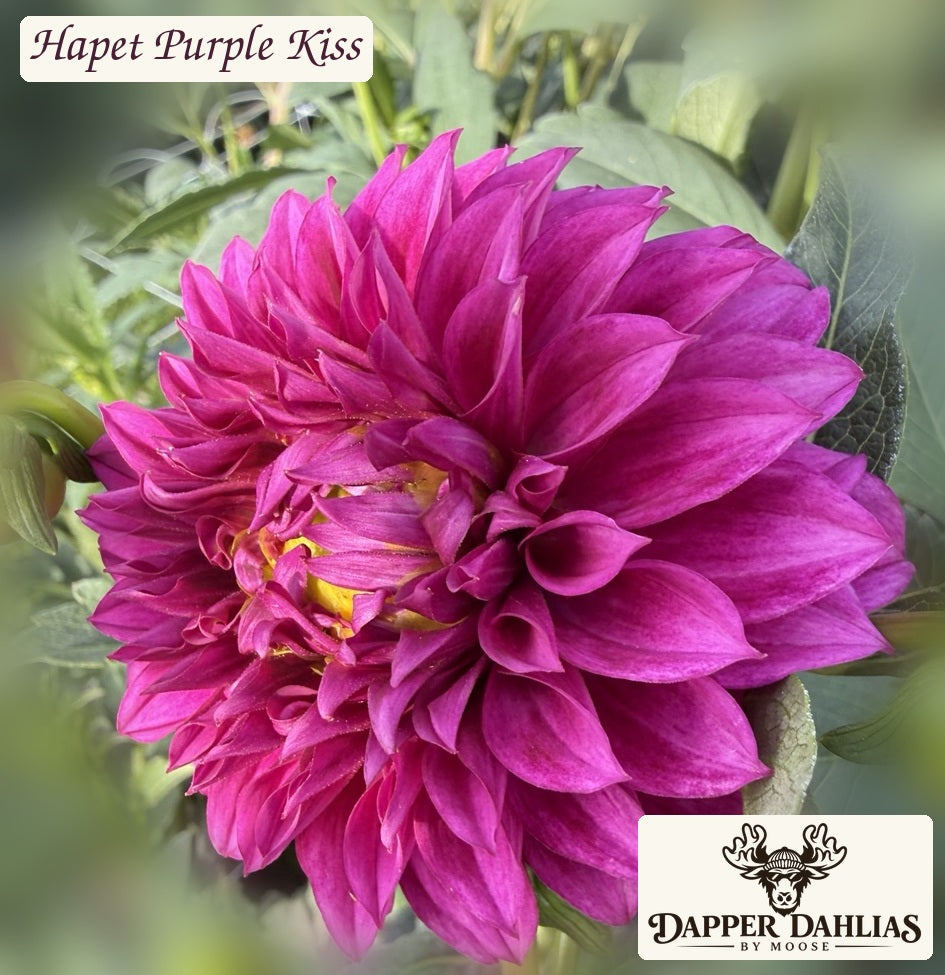 Hapet Purple Kiss dahlia original photograph, magenta-purple flower shown at an angle with branded label.