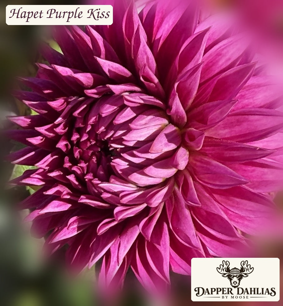 Hapet Purple Kiss dahlia original photograph showing layered magenta petals and foliage, branded.