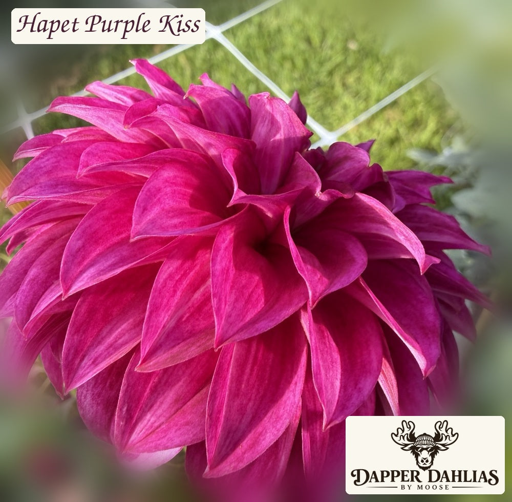 Hapet Purple Kiss dahlia original side-view photograph showing bloom depth and pointed petals, branded.