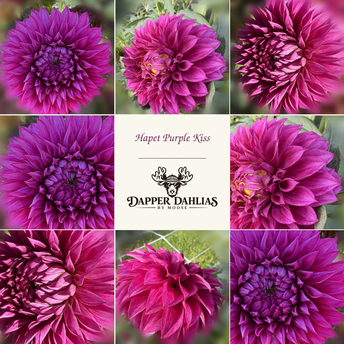 Hapet Purple Kiss dahlia collage of original photographs, with side view used once and Dapper Dahlias by Moose logo.