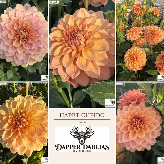 Collage of Hapet Cupido dahlias showing apricot, peach, coral and dusty-pink color variation at Dapper Dahlias by Moose