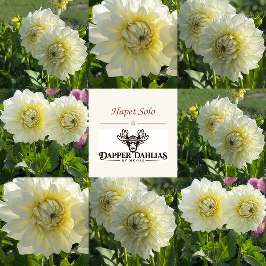 Hapet Solo dahlia with creamy white petals and soft yellow tones, photographed in the garden.