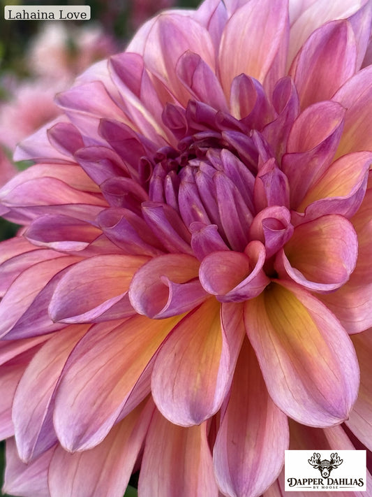 Lahaina Love dahlia growing in the flower field with a large peach-pink bloom on a long dark stem.